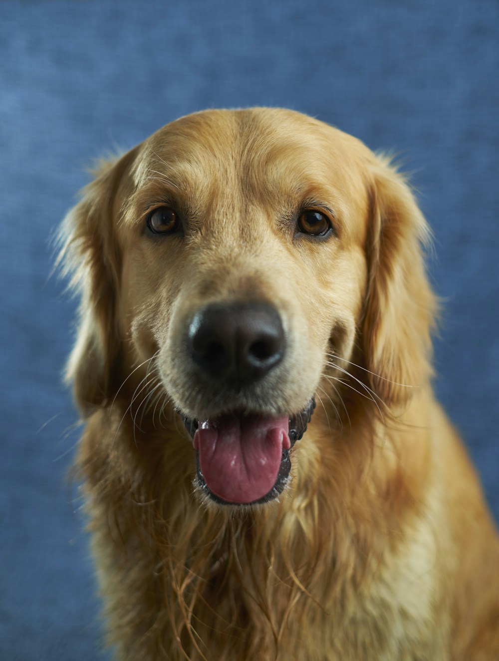 Portrett av en golden retriever